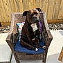dog, wicker_chair, blue_cushion, wooden_fence, outdoor, sunlight, rocks, pet, canine, sitting, brown_dog, white_markings, paw, backyard, relaxing, furniture, portrait, animal, daylight, companion
