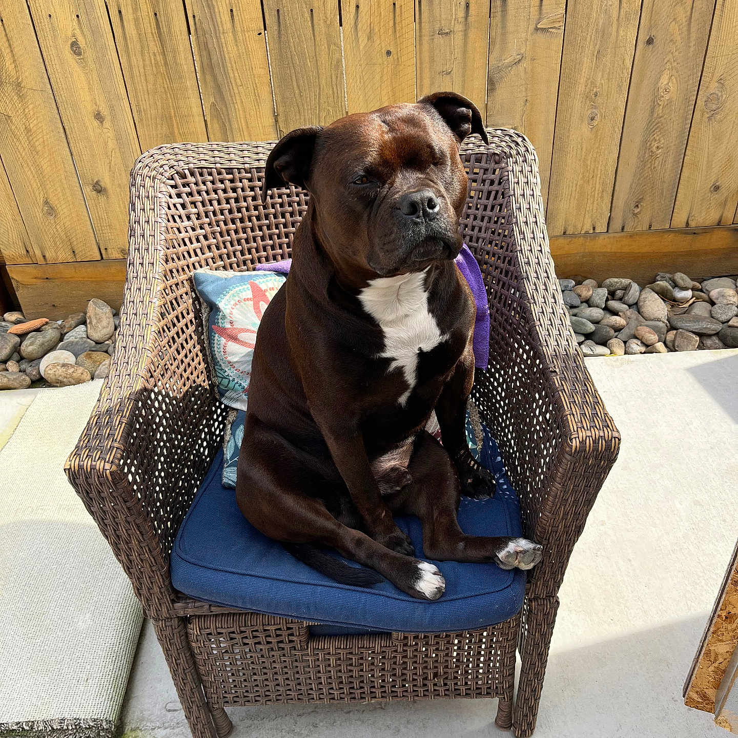 Fatguy joined the competition — help win amazing prizes! animal, backyard, blue_cushion, brown_dog, canine, companion, daylight, dog, furniture, outdoor, paw, pet, portrait, relaxing, rocks, sitting, sunlight, white_markings, wicker_chair, wooden_fence