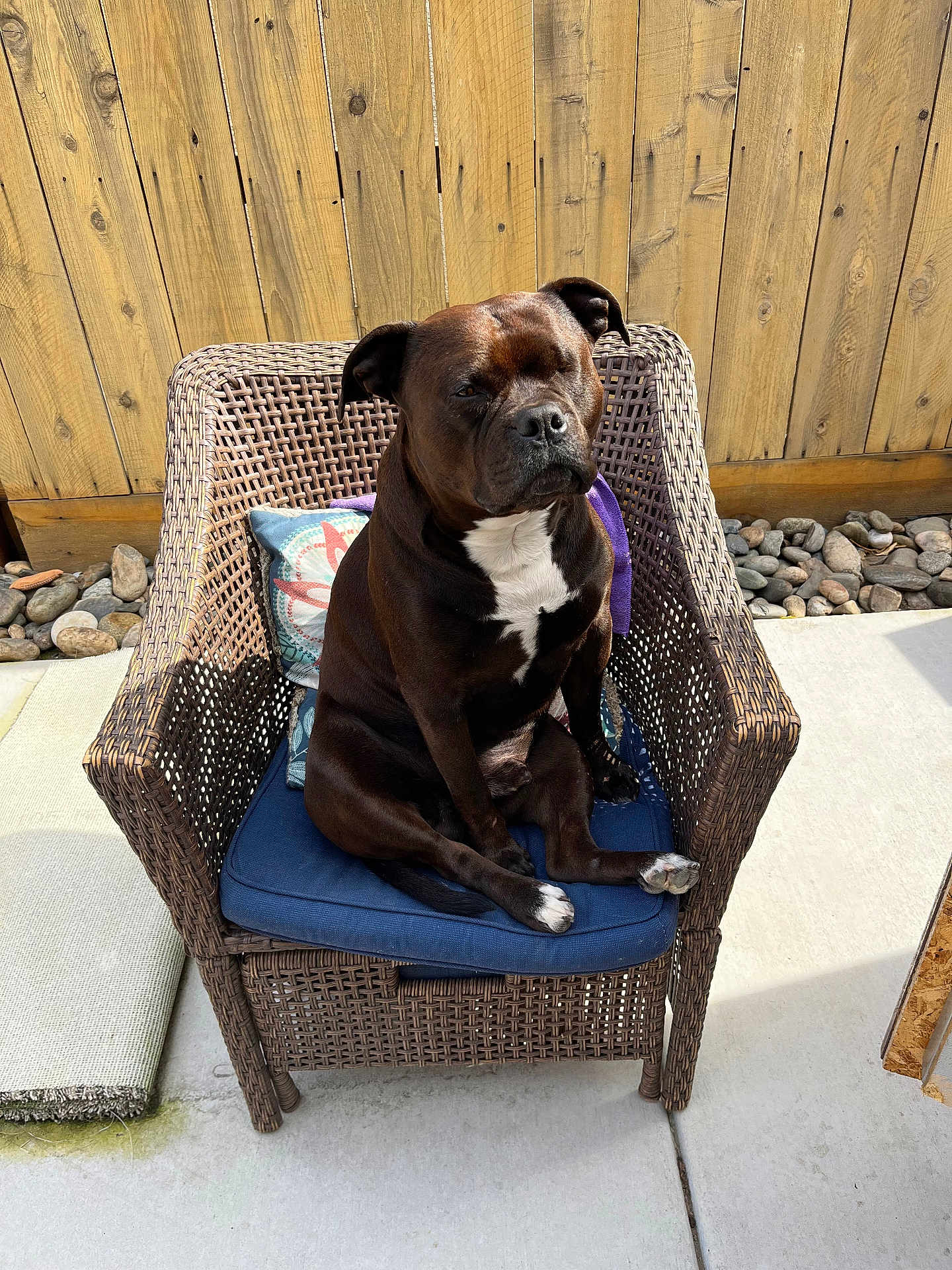 Fatguy joined the competition — help win amazing prizes! dog, wicker_chair, blue_cushion, wooden_fence, outdoor, sunlight, rocks, pet, canine, sitting, brown_dog, white_markings, paw, backyard, relaxing, furniture, portrait, animal, daylight, companion