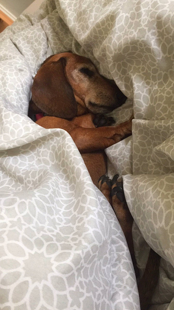 Câline a rejoint le concours — aidez-le/la à gagner de superbes lots ! bavarian_mountain_hound, canidae, carnivore, comfort, coonhound, dachshund, dog, dog_breed, fawn, nap, redbone_coonhound, segugio_italiano, vizsla