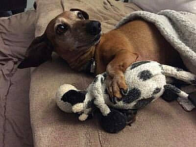 Câline participe au concours pour gagner de l'argent avec cette photo : beagador, boston_terrier, canidae, carnivore, companion_dog, dog, dog_breed, fawn, mammal, mountain_cur, non_sporting_group, paw, pug, puppy, puppy_love, sporting_group, vertebrate