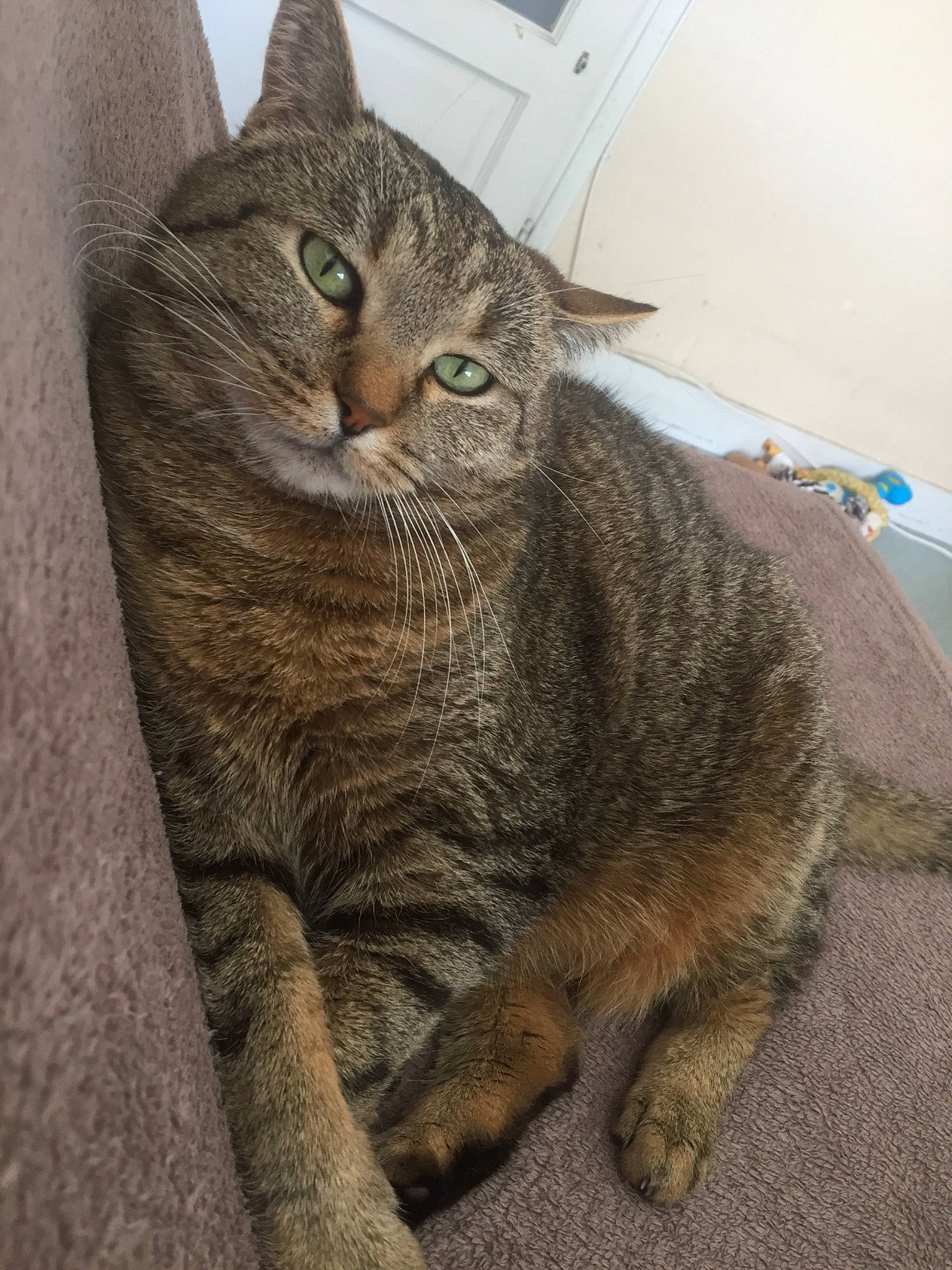 Kitty a rejoint le concours — aidez-le/la à gagner de superbes lots ! aegean_cat, american_bobtail, american_shorthair, asian, australian_mist, british_shorthair, california_spangled, carnivore, cat, domestic_short_haired_cat, dragon_li, european_shorthair, felidae, mammal, pixie_bob, small_to_medium_sized_cats, snout, tabby_cat, whiskers, wild_cat