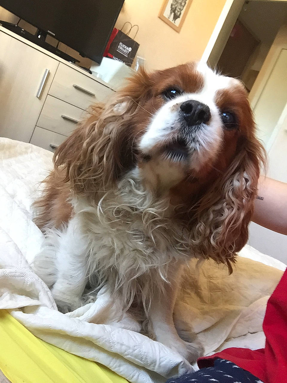 Tom a rejoint le concours — aidez-le/la à gagner de superbes lots ! canidae, carnivore, cavalier_king_charles_spaniel, cavapoo, companion_dog, dog, dog_breed, japanese_chin, king_charles_spaniel, kooikerhondje, liver, mammal, phalene, puppy, puppy_love, snout, spaniel, sporting_group, toy_dog, vertebrate