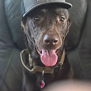 Hunter is registered to the contest to win money with this photo: brown_fur, cap, close_up, collar, couch, dog, eyes, front_view, happy, hat, id_tag, indoor, labrador, leather_sofa, mouth, nose, pet, portrait, sitting, tongue_out