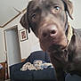 Hunter joined the competition — help win amazing prizes! dog, chocolate_labrador, close_up, blurry, living_room, couch, blanket, curious, pet, indoor, furniture, canine, collar, brown_dog, domestic_animal, animal, portrait, home, household_item, relaxed