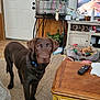Hunter is registered to the contest to win money with this photo: dog, chocolate_labrador, living_room, carpet, coffee_table, remote_control, birdcage, plant, pet_bed, toys, television, door, wood_paneling, furniture, indoor, pet, animal, curious, brown_dog, collar