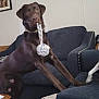 animal, blanket, brown_dog, companion, couch, curious, decoration, dog, furniture, house, indoor, labrador, living_room, paw, pet, playful, rope, skull, toy, wall_art