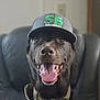 animal, brown_dog, canine, cap, close_up, collar, cute, dog, domestic_animal, friendly, happy, hat, indoor, leather_chair, muzzle, pet, portrait, sitting, smiling, tongue_out