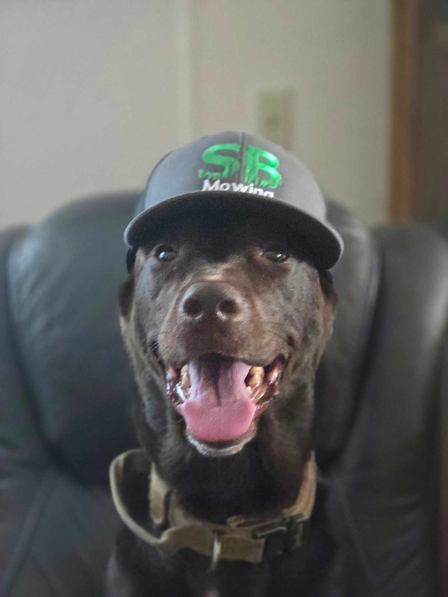 Hunter is registered to the contest to win money with this photo: animal, brown_dog, canine, cap, close_up, collar, cute, dog, domestic_animal, friendly, happy, hat, indoor, leather_chair, muzzle, pet, portrait, sitting, smiling, tongue_out