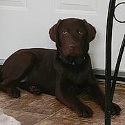 Hunter is registered to the contest to win money with this photo: dog, brown_dog, puppy, floor, tile_floor, indoor, door, metal_furniture, wheel, pet, animal, canine, collar, laying_down, looking_at_camera, home, domestic, quiet, resting, curious