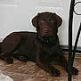 dog, brown_dog, puppy, floor, tile_floor, indoor, door, metal_furniture, wheel, pet, animal, canine, collar, laying_down, looking_at_camera, home, domestic, quiet, resting, curious