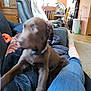 blanket, blur, brown_dog, chair, couch, cozy, dog, furniture, household_items, indoor, jeans, legs, living_room, movement, person, pet, playful, puppy, socks, table