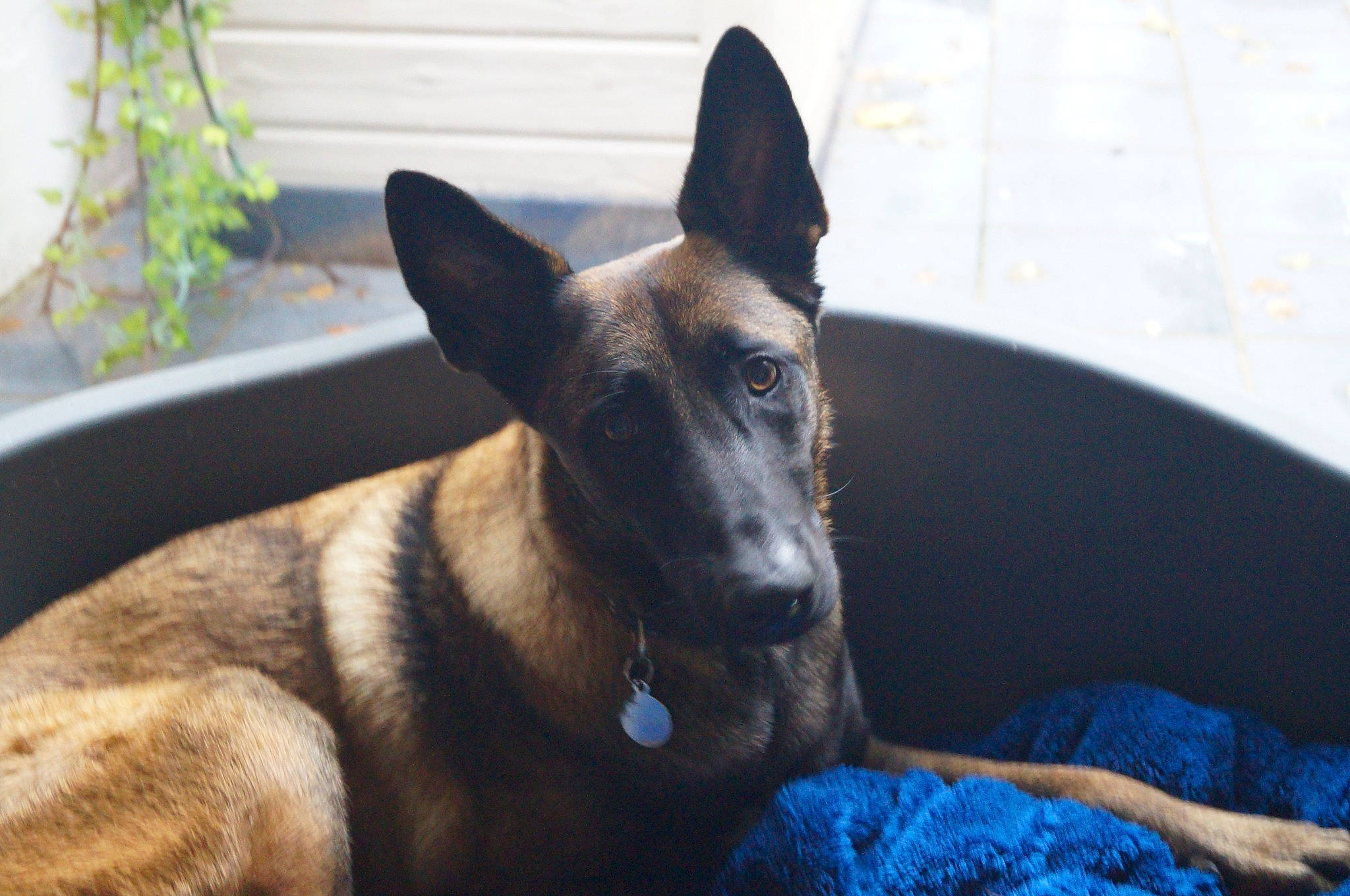 Negan a rejoint le concours — aidez-le/la à gagner de superbes lots ! ancient_dog_breeds, canidae, carnivore, collar, companion_dog, dog, dog_breed, dog_collar, dog_supply, german_shepherd_dog, guard_dog, herding_dog, non_sporting_group, plant, sporting_group, street_dog, terrestrial_animal, whiskers, working_animal, working_dog