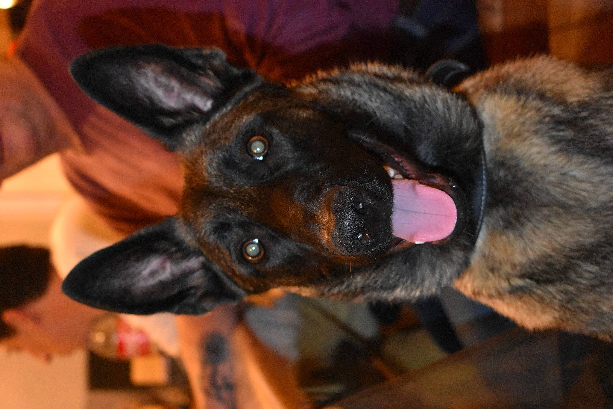 Negan a rejoint le concours — aidez-le/la à gagner de superbes lots ! canidae, carnivore, close_up, collar, companion_dog, dog, dog_breed, ear, eye, fawn, fur, guard_dog, paw, plant, prazsky_krysarik, snout, sporting_group, toy_dog, whiskers, working_animal