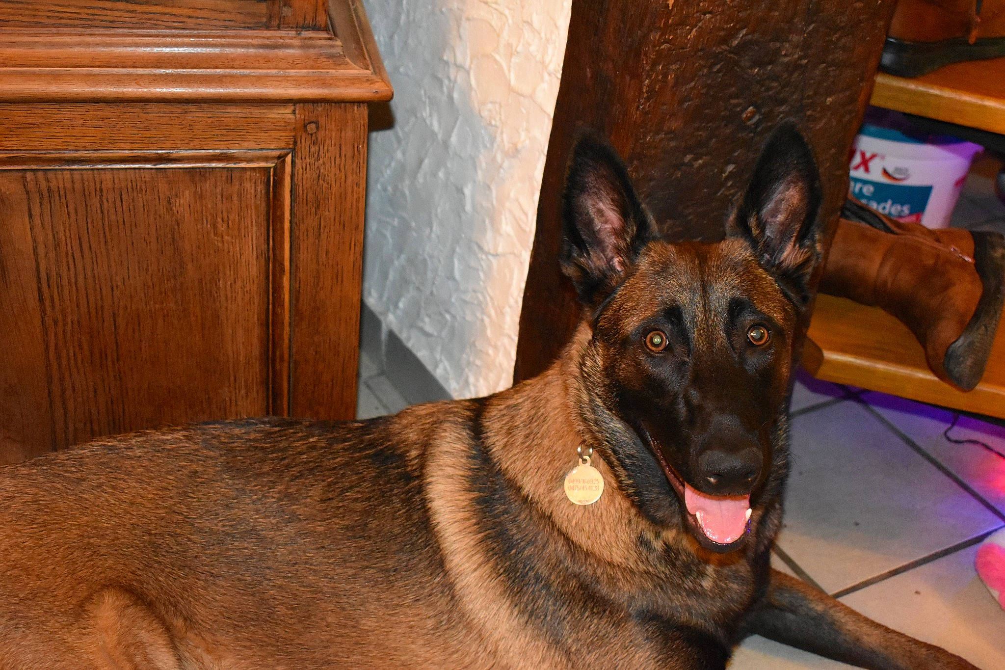 Negan a rejoint le concours — aidez-le/la à gagner de superbes lots ! brown, canidae, carnivore, collar, companion_dog, dog, dog_breed, fawn, german_shepherd_dog, hardwood, herding_dog, liver, old_german_shepherd_dog, snout, sporting_group, varnish, wood, wood_stain, working_animal, working_dog