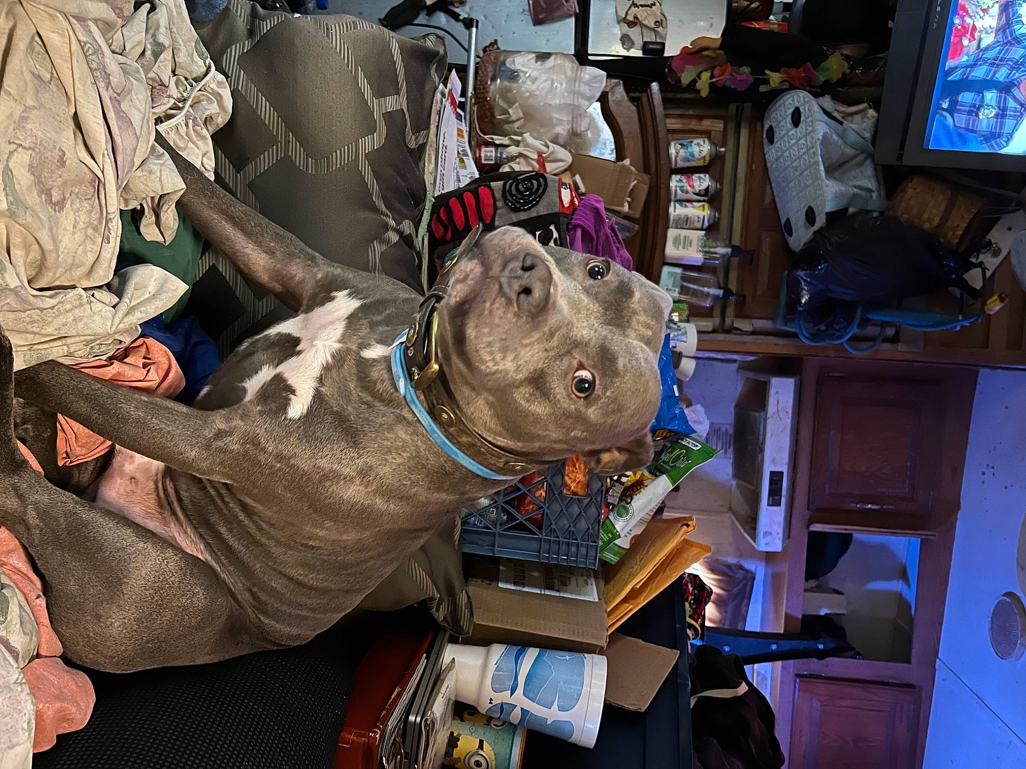 Puppup joined the competition — help win amazing prizes! art, box, cable_television, canidae, carnivore, comfort, companion_dog, computer_monitor, display_device, dog, dog_breed, hat, led_backlit_lcd_display, machine, personal_protective_equipment, room, sporting_group, table, television, working_animal