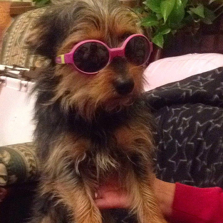 Nino participe au concours pour gagner de l'argent avec cette photo : carnivore, companion_dog, dog, dog_breed, dog_clothes, dog_supply, ear, eyewear, fawn, glasses, goggles, liver, pet_supply, snout, sporting_group, sunglasses, terrier, toy_dog, vision_care, working_animal