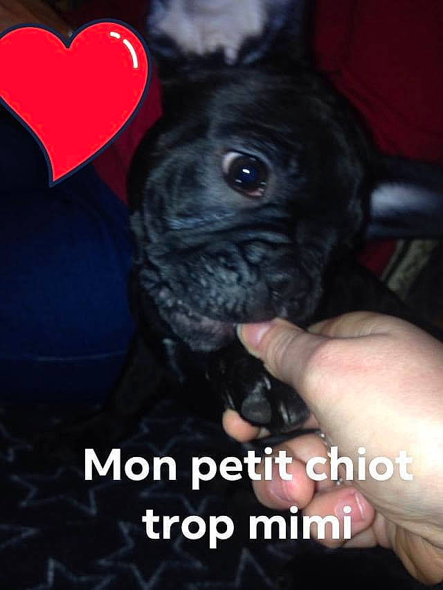 Oscar participe au concours pour gagner de l'argent avec cette photo : carmine, carnivore, companion_dog, darkness, dog, dog_breed, ear, electric_blue, event, fawn, flash_photography, font, fur, gesture, happy, magenta, photo_caption, snout, toy_dog, whiskers