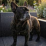alert, animal, black_coat, bokeh, brindle, closeup, dog, ears, flowers, french_bulldog, garden, golden_hour, greenery, outdoor, pet, portrait, standing, sunset, wicker_sofa, wrinkles