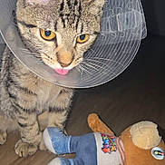 Chosen is registered to the contest to win money with this photo: cat, tabby_cat, protective_collar, cone, pet, animal, indoor, wooden_floor, stuffed_toy, toy, playful, pet_accessory, cute, feline, domestic_cat, tongue_out, closeup, young_cat, striped_fur, sitting