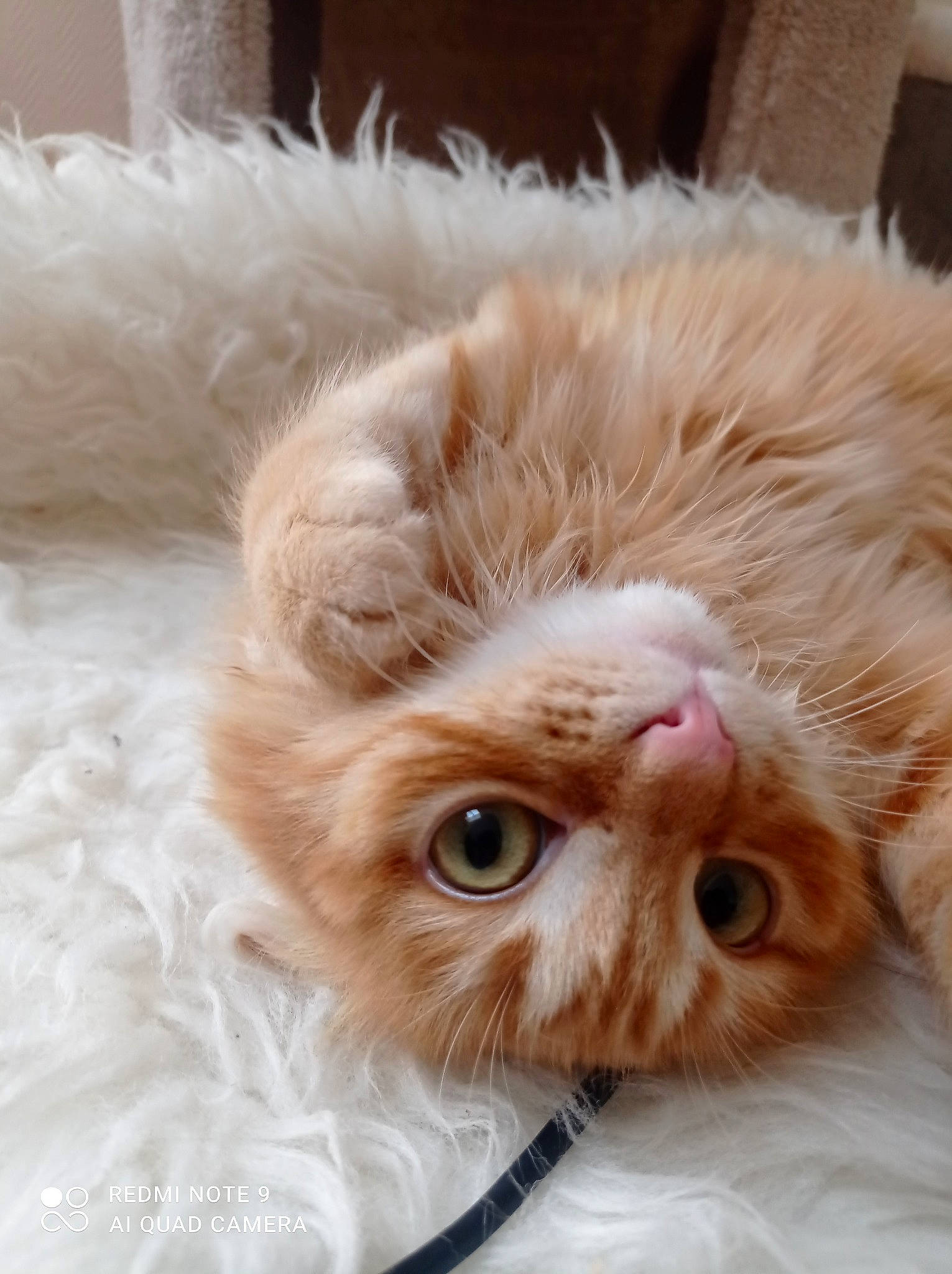 Gypsy a rejoint le concours — aidez-le/la à gagner de superbes lots ! carnivore, cat, claw, domestic_short_haired_cat, eye, fawn, felidae, fur, paw, plant, small_to_medium_sized_cats, whiskers