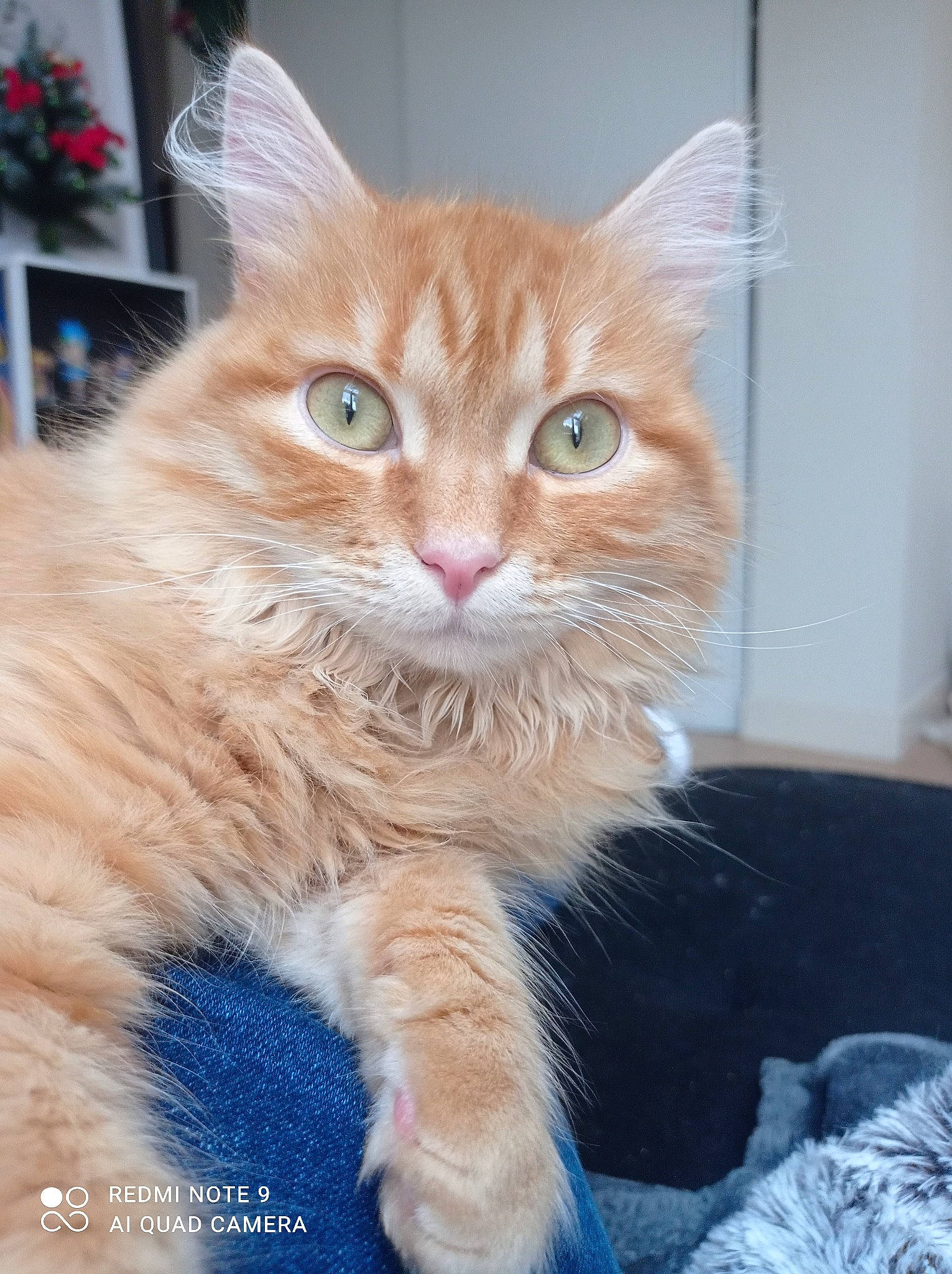 Gypsy a rejoint le concours — aidez-le/la à gagner de superbes lots ! box, carnivore, cat, cat_supply, claw, domestic_short_haired_cat, electric_blue, fawn, felidae, fur, houseplant, paw, small_to_medium_sized_cats, snout, tail, whiskers, window