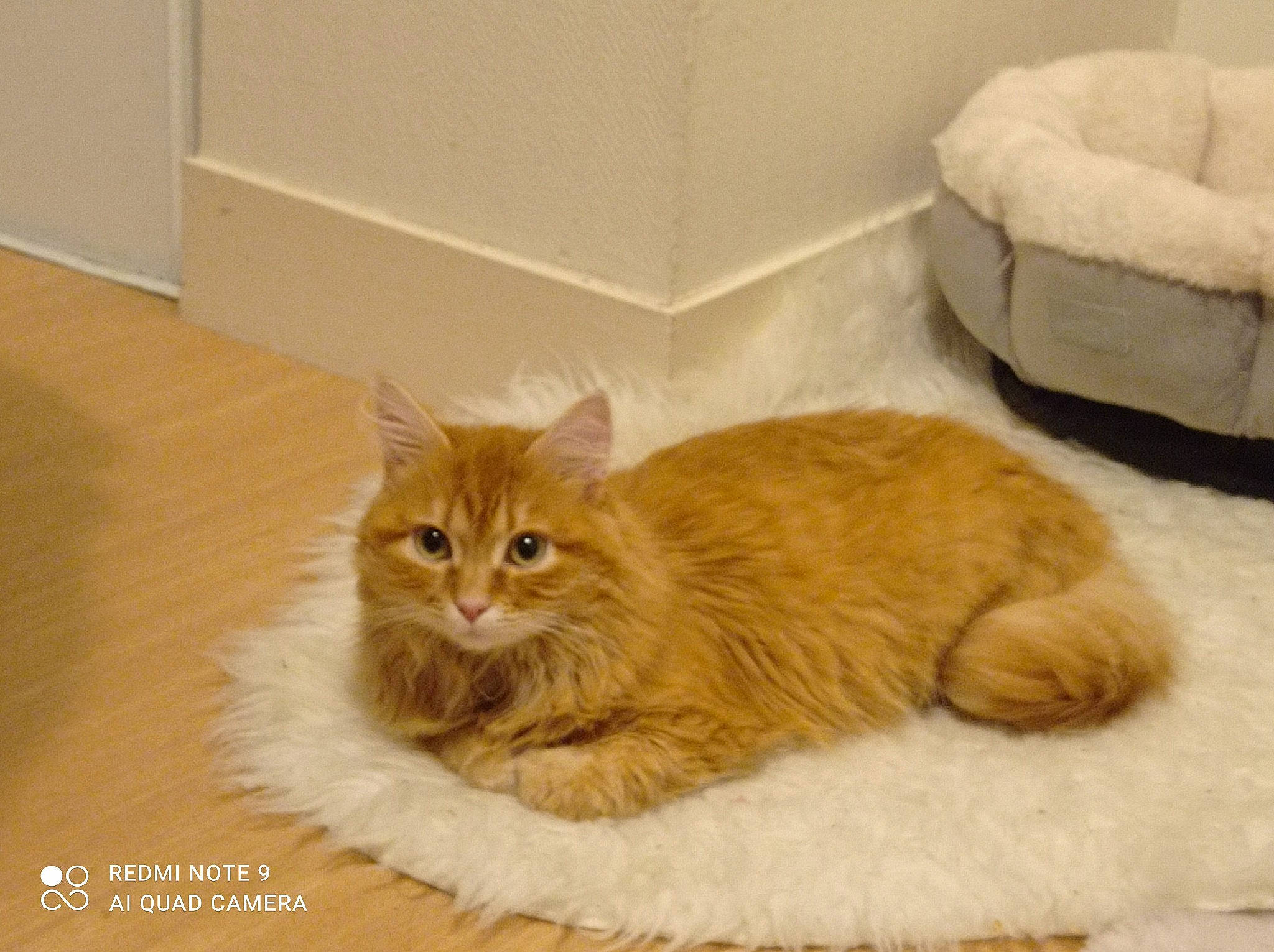 Gypsy a rejoint le concours — aidez-le/la à gagner de superbes lots ! box, carnivore, cat, cat_supply, claw, comfort, domestic_short_haired_cat, fawn, felidae, flooring, fur, hardwood, maine_coon, paw, room, small_to_medium_sized_cats, tail, terrestrial_animal, whiskers, wood