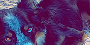 Brooks joined the competition — help win amazing prizes! dog, bed, blanket, indoor, pet, resting, fur, sleepy, animal, canine, patterned_bedspread, metal_bed_frame, room, shelving, comfort, domestic, relaxing, lying_down, paw, closeup