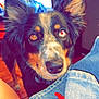 Brooks is registered to the contest to win money with this photo: dog, heterochromia, close_up, indoor, pet, curious, brown_eye, blue_eye, fur, canine, person, blurred_background, denim, red_cloth, couch, wood_floor, ear, snout, portrait, living_room