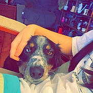 Brooks is registered to the contest to win money with this photo: dog, heterochromia, blue_eye, brown_eye, person, hand, indoor, sitting, shirt, shelf, furniture, clutter, cozy, pet, face, resting, comfort, casual, domestic, portrait