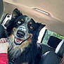 Brooks is registered to the contest to win money with this photo: dog, heterochromia, car_interior, backseat, smiling_dog, black_fur, brown_fur, white_fur, person_hand, red_sleeve, blue_jacket, window, seat, headrest, daylight, pet, canine, happy, closeup, indoor