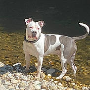 Max a rejoint le concours — aidez-le/la à gagner de superbes lots ! alert, animal, canine, collar, curled_tail, daylight, dog, gray_patches, nature, outdoors, pebbles, pet, portrait, river, riverbank, rocks, short_hair, standing, water, white_dog