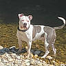 alert, animal, canine, collar, curled_tail, daylight, dog, gray_patches, nature, outdoors, pebbles, pet, portrait, river, riverbank, rocks, short_hair, standing, water, white_dog