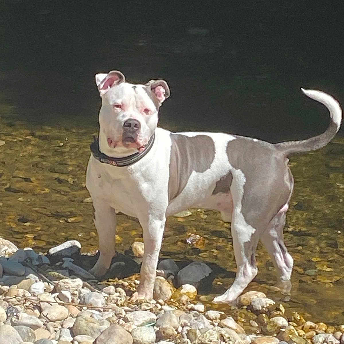 Max