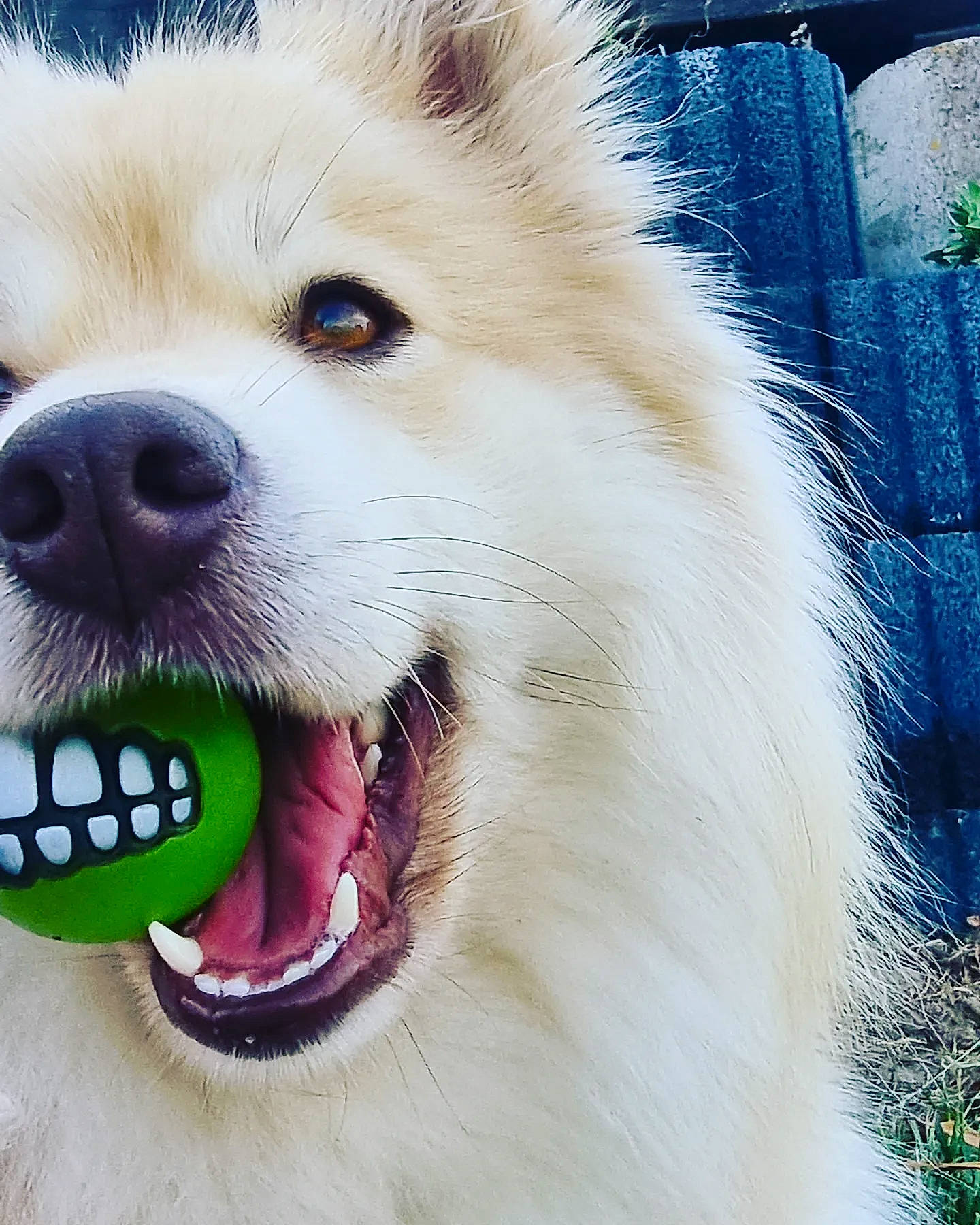 Hoshi participe au concours pour gagner de l'argent avec cette photo : canidae, carnivore, close_up, collar, companion_dog, dog, dog_breed, dog_collar, fang, fur, happy, jaw, smile, snout, sporting_group, tongue, tooth, volpino_italiano, whiskers, working_animal