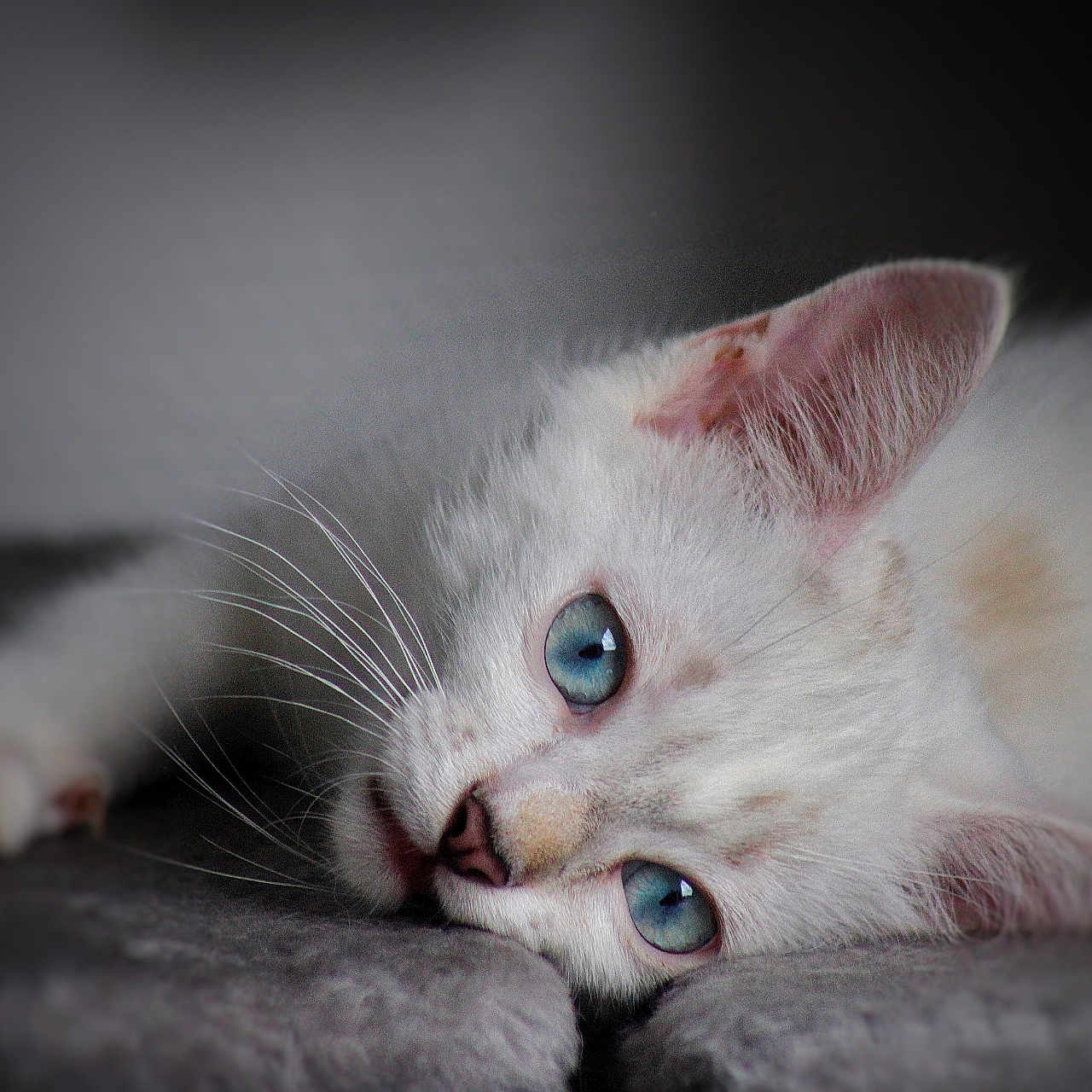 Nougat a rejoint le concours — aidez-le/la à gagner de superbes lots ! animal, blue_eyes, cat, close_up, cozy, cute, ears, face, feline, indoor, lying_down, paw, pet, portrait, relaxed, resting, sleepy, soft_fur, whiskers, white_cat
