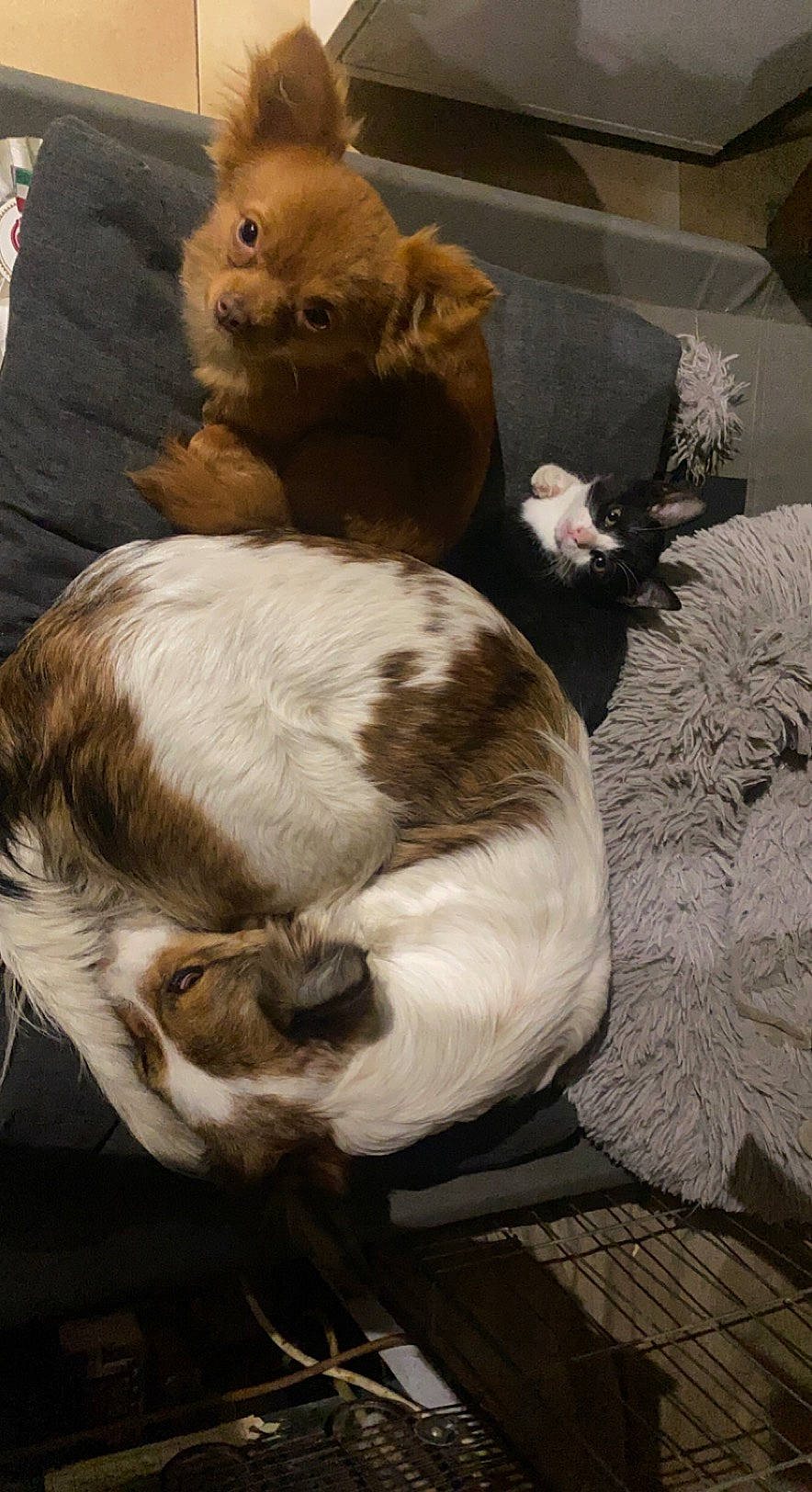 Atticus participe au concours pour gagner de l'argent avec cette photo : art, canidae, carnivore, cat, cat_supply, claw, comfort, companion_dog, dog_breed, fawn, felidae, fur, linens, nap, small_to_medium_sized_cats, sporting_group, tail, terrestrial_animal, whiskers, working_animal