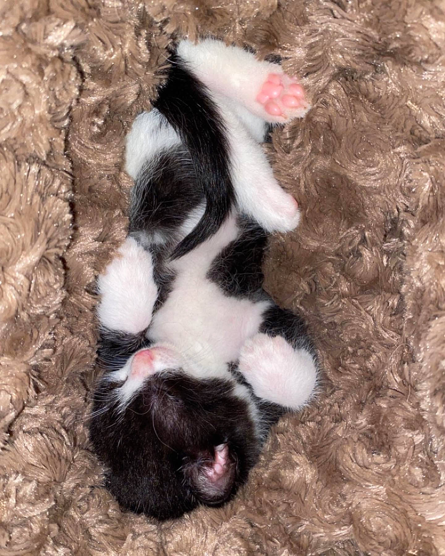 Atticus participe au concours pour gagner de l'argent avec cette photo : canidae, carmine, carnivore, cat, claw, comfort, companion_dog, dog_breed, fawn, felidae, foot, fur, grass, natural_material, paw, small_to_medium_sized_cats, sporting_group, tail, terrestrial_animal, whiskers