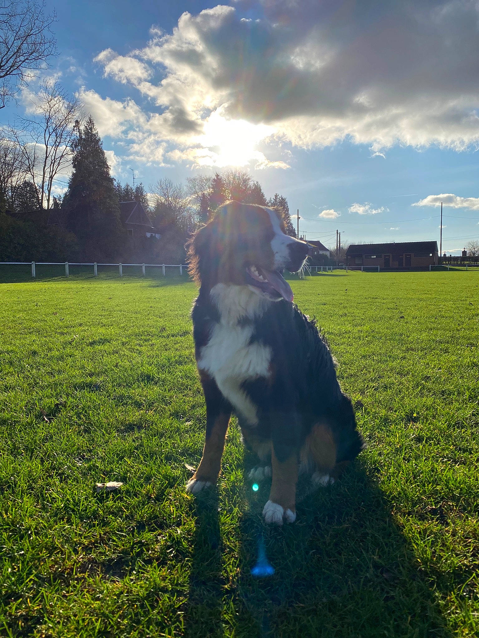 Princesse Dakota a rejoint le concours — aidez-le/la à gagner de superbes lots ! canidae, carnivore, cloud, dog, dog_breed, grass, green, lawn, mammal, meteorological_phenomenon, mountain, natural_environment, nose, pasture, plant, sky, sporting_group, sunlight, tree, wilderness