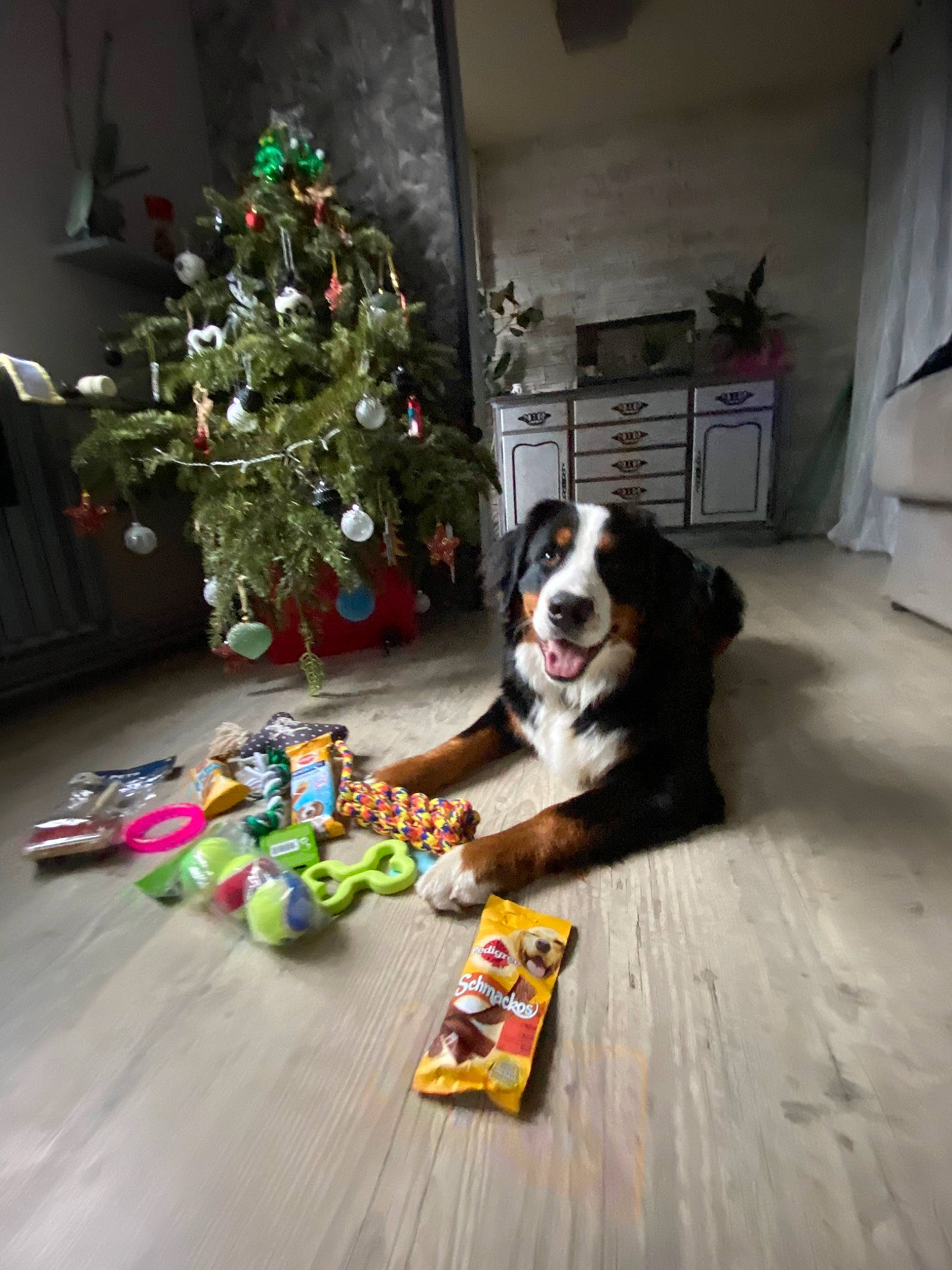 Princesse Dakota participe au concours pour gagner de l'argent avec cette photo : bernese_mountain_dog, border_collie, canidae, carnivore, christmas, christmas_ornament, christmas_tree, dog, dog_breed, floor, flooring, greater_swiss_mountain_dog, holiday, play, sporting_group, working_dog