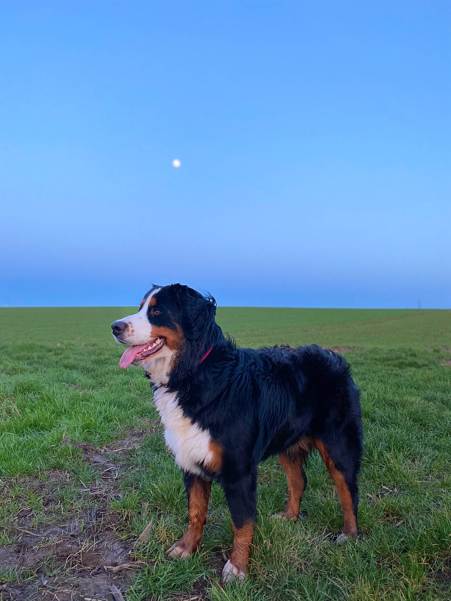 Princesse Dakota participe au concours pour gagner de l'argent avec cette photo : appenzeller_sennenhund, bernese_mountain_dog, canidae, carnivore, dog, dog_breed, english_shepherd, entlebucher_mountain_dog, giant_dog_breed, greater_swiss_mountain_dog, herding_dog, mammal, sporting_group, vertebrate, working_dog