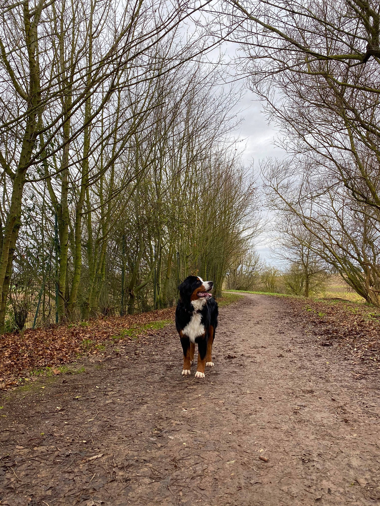 Princesse Dakota participe au concours pour gagner de l'argent avec cette photo : autumn, border_collie, branch, canidae, carnivore, dog, dog_breed, entlebucher_mountain_dog, forest, grass, hunting_dog, photography, plant, sporting_group, trail, tree, walking, wood, woodland, woody_plant