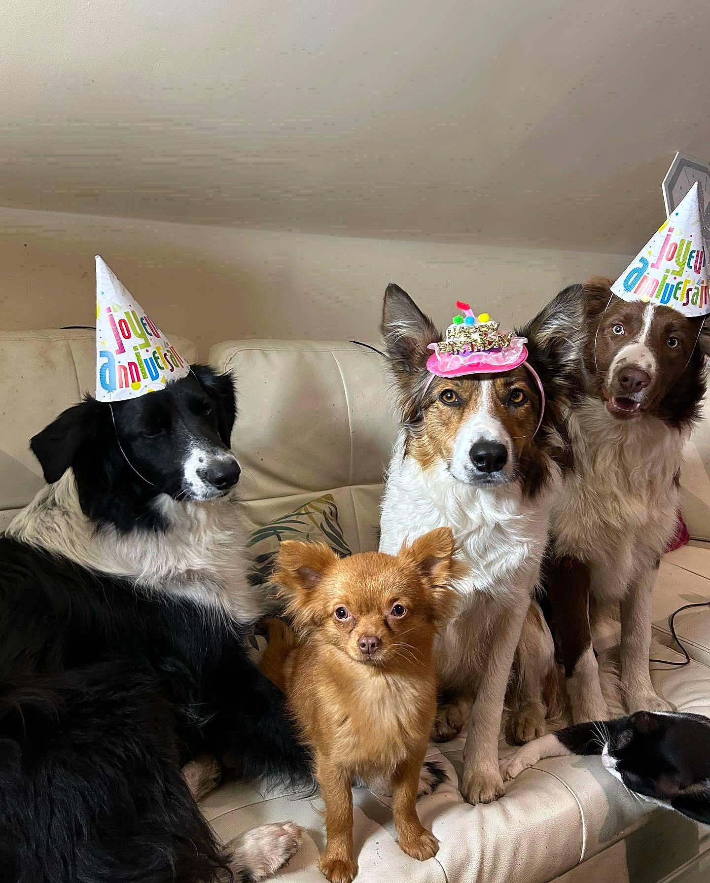 Saya a rejoint le concours — aidez-le/la à gagner de superbes lots ! canidae, carnivore, chair, collar, comfort, companion_dog, dog, dog_breed, dog_collar, dog_supply, fashion_accessory, fawn, fur, liver, puppy, small_terrier, sporting_group, terrier, toy_dog, working_animal