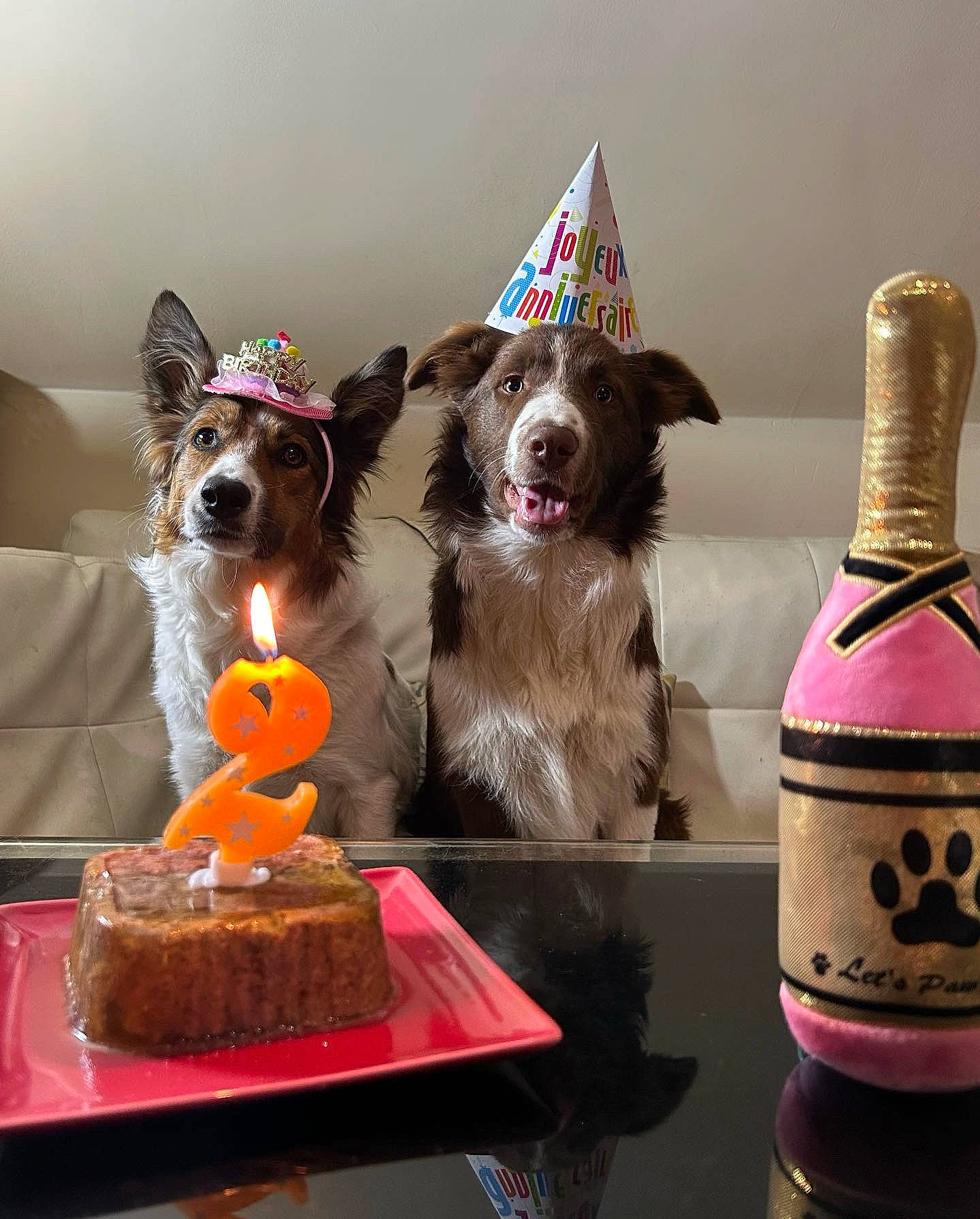 Saya a rejoint le concours — aidez-le/la à gagner de superbes lots ! bottle, bowl, carnivore, companion_dog, cuisine, dessert, dog, dog_breed, dog_supply, food, glass_bottle, ingredient, kuchen, party_hat, plate, recipe, serveware, sweetness, table, tableware