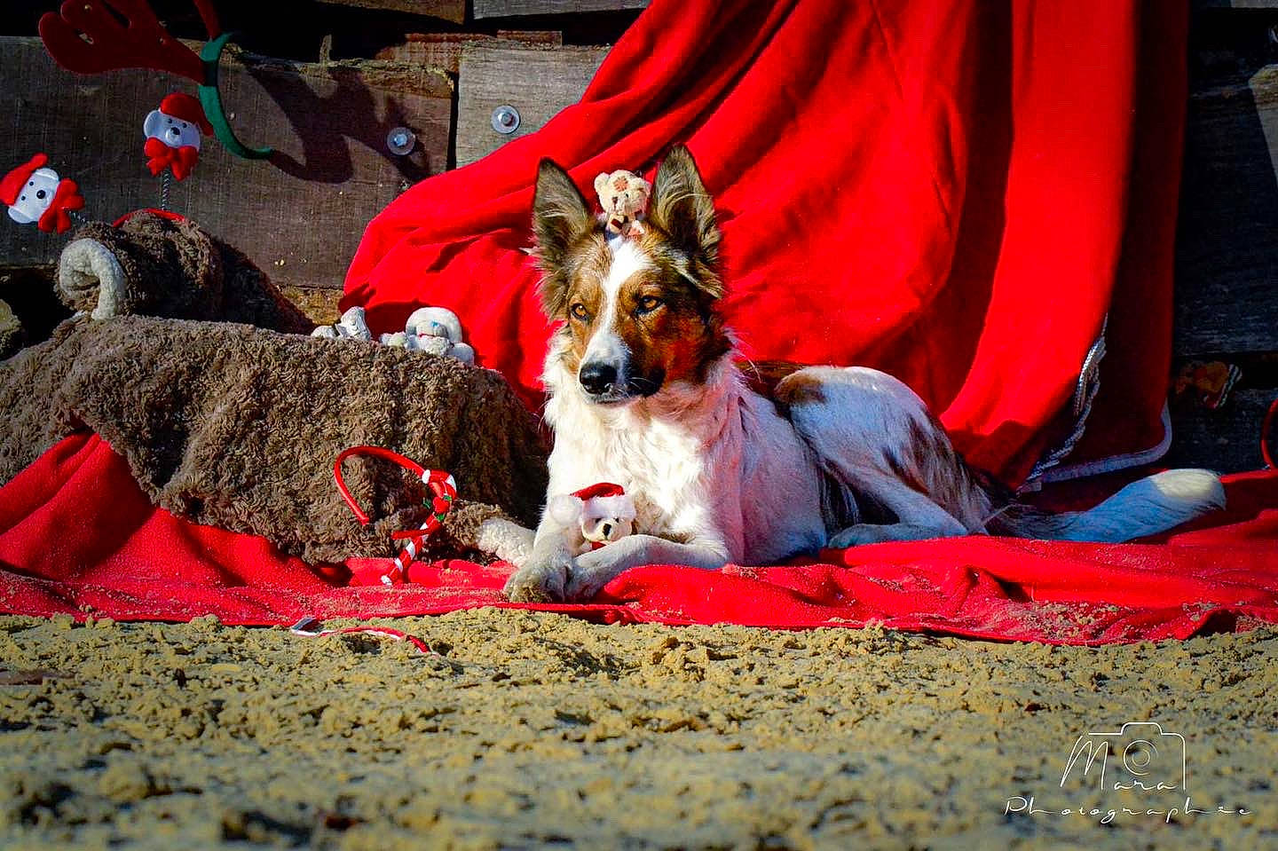 Saya a rejoint le concours — aidez-le/la à gagner de superbes lots ! animal_sports, canidae, carmine, carnivore, collar, companion_dog, dog, dog_breed, dog_collar, dog_sports, dog_supply, event, fawn, fur, grass, human_leg, leisure, red, snout, sporting_group