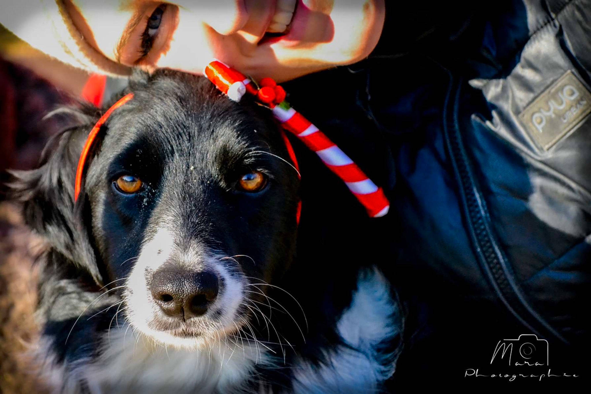 Oscar participe au concours pour gagner de l'argent avec cette photo : borador, canidae, carnivore, collar, companion_dog, dog, dog_breed, dog_collar, electric_blue, fashion_accessory, fur, gesture, guard_dog, personal_protective_equipment, snout, sporting_group, whiskers, working_animal, working_dog