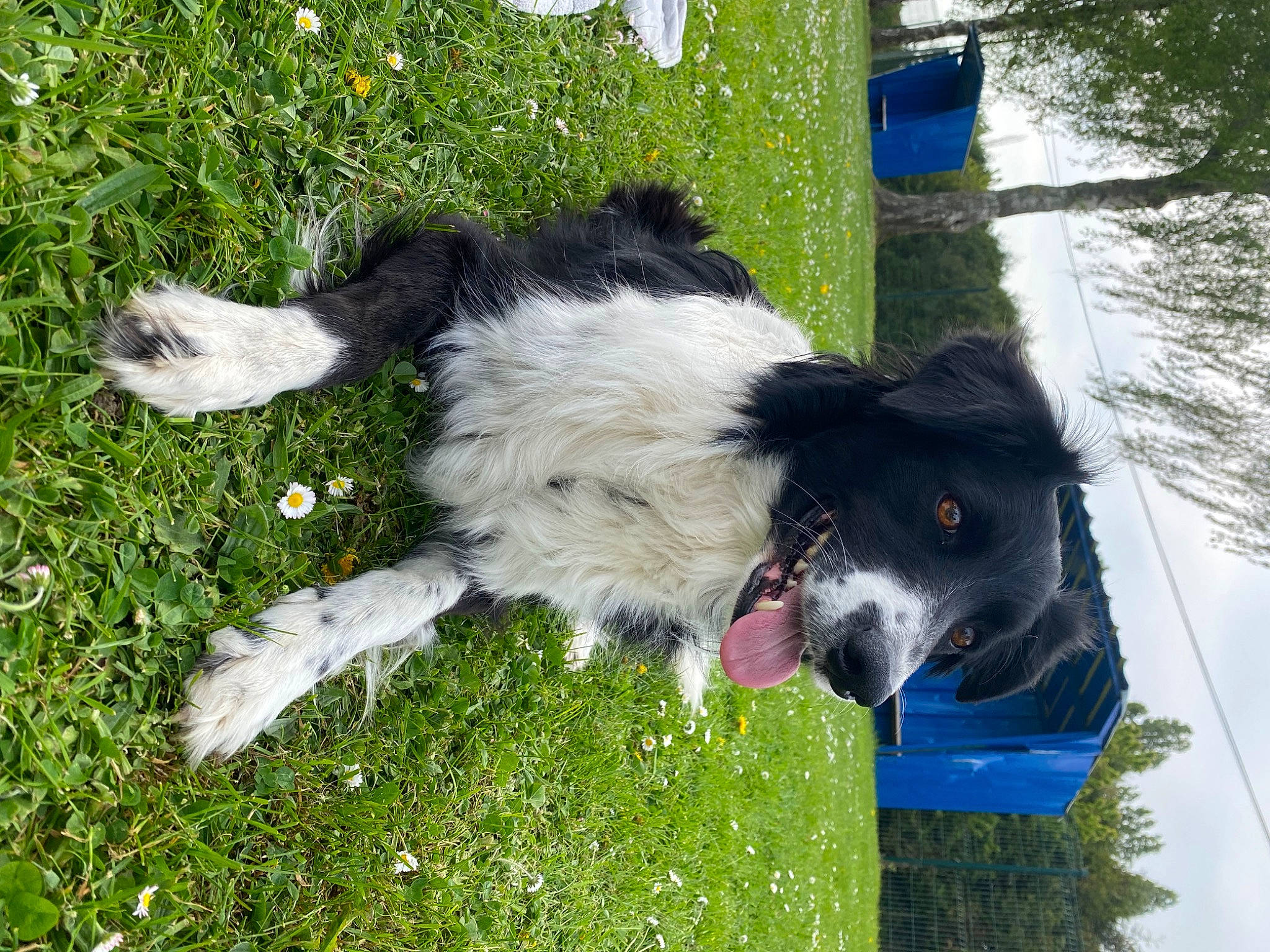 Oscar a rejoint le concours — aidez-le/la à gagner de superbes lots ! border_collie, canidae, carnivore, collar, companion_dog, dog, dog_breed, dog_collar, dog_sports, grass, gun_dog, herding_dog, plant, recreation, sporting_group, tail, tree, water, working_dog