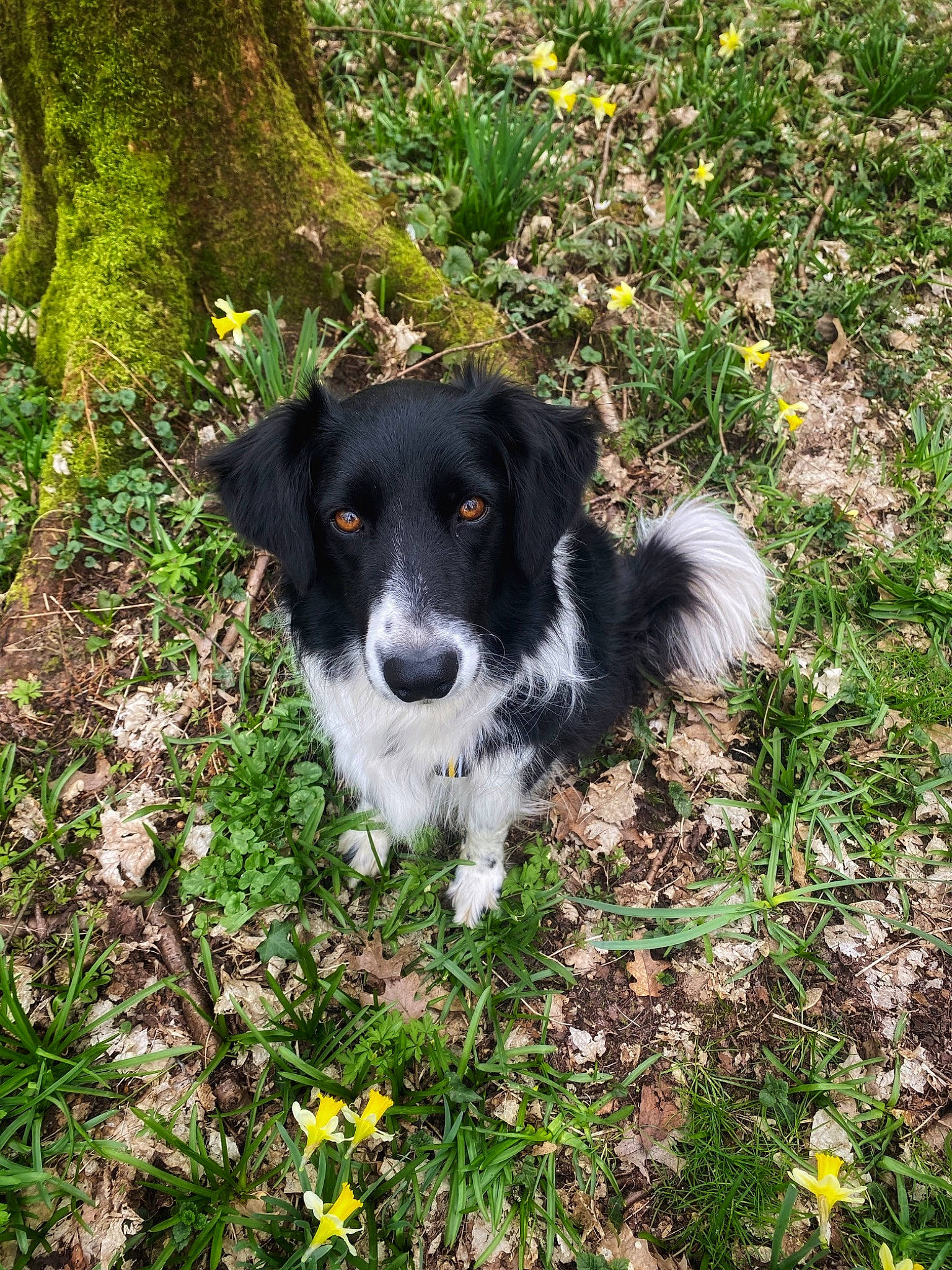 Oscar a rejoint le concours — aidez-le/la à gagner de superbes lots ! border_collie, canidae, carnivore, companion_dog, dog, dog_breed, flower, grass, groundcover, gun_dog, herding_dog, hunting_dog, plant, snout, soil, sporting_group, tree, whiskers, working_dog