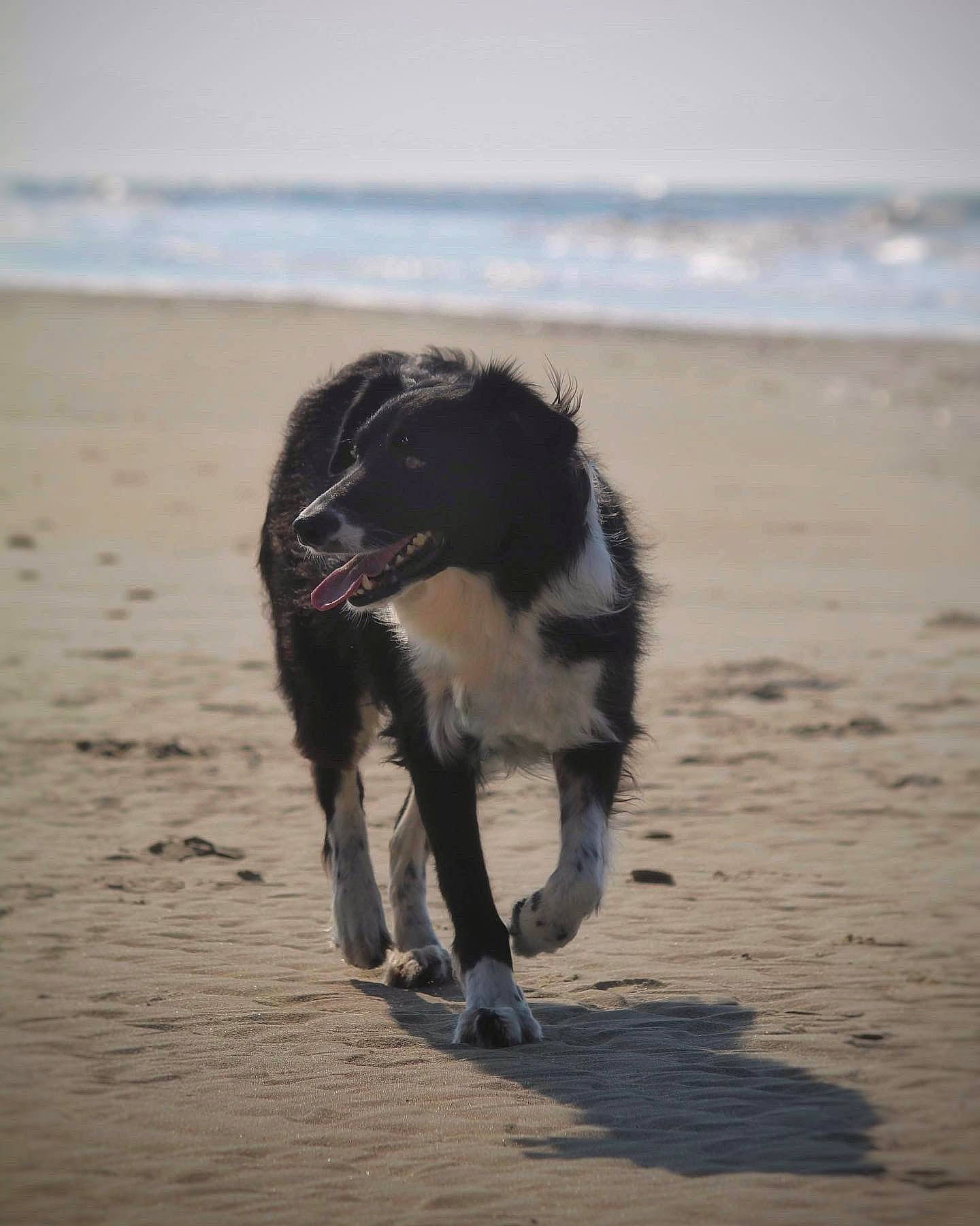 Oscar a rejoint le concours — aidez-le/la à gagner de superbes lots ! beach, carnivore, coast, coastal_and_oceanic_landforms, companion_dog, dog, dog_breed, herding_dog, horizon, landscape, liquid, ocean, sand, shore, sky, tail, water, wave, wind_wave, working_animal