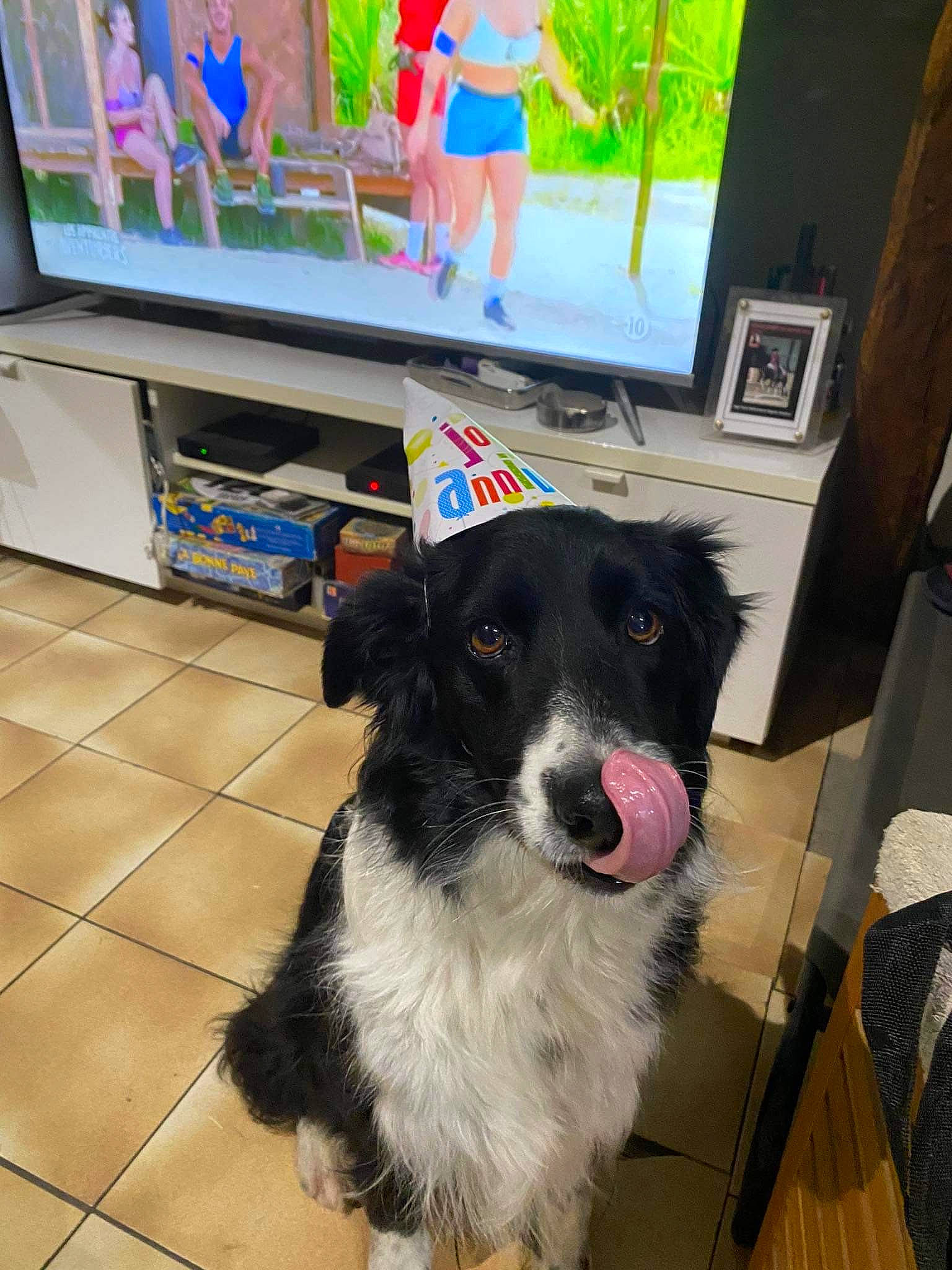 Oscar a rejoint le concours — aidez-le/la à gagner de superbes lots ! border_collie, carnivore, chair, companion_dog, display_device, dog, dog_breed, event, floor, flooring, fur, hardwood, herding_dog, led_backlit_lcd_display, output_device, spaniel, sporting_group, television, working_animal, working_dog